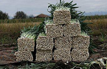 Bafra Ovası'nda pırasa hasadı devam ediyor