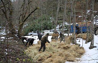 Bolu'da yabani hayvanlar için hazırlıklar tamamlandı
