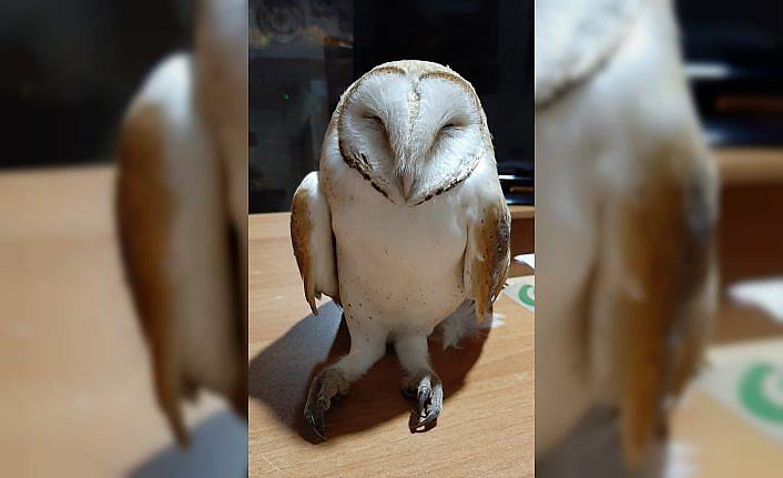 Giresun'da bitkin düşen peçeli baykuş koruma altına alındı