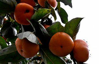 İsmini Trabzon'dan alan meyve kadınların elinde değerleniyor