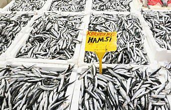 Karadeniz'de bu yıl hamsi güldürdü palamut üzdü