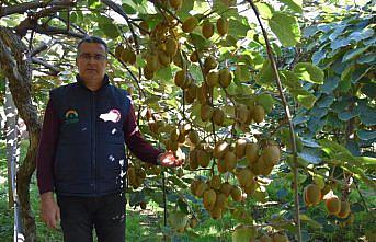 Kivi üretiminden Ordu ekonomisine 70 milyon liralık katkı