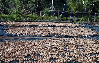 Niksar cevizi yılda 100 milyon lira kazandırıyor