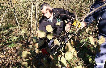 Ordu'da fındık bahçeleri, FINVER projesiyle verimli hale getiriliyor