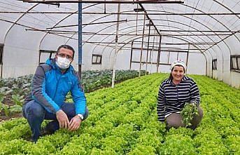 Ordu'da seracılık devlet desteğiyle yaygınlaşıyor