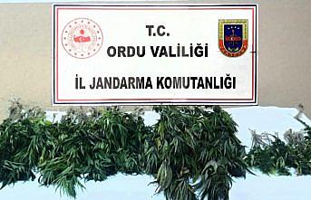 Ordu'da uyuşturucu operasyonunda 1 kişi yakalandı