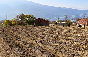 Safranbolu Belediyesi seralarında safran hasadı yapıldı