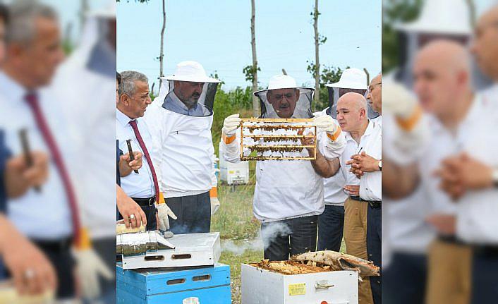 Samsun Büyükşehir Belediyesi'nden arı üreticilerine ana arı desteği