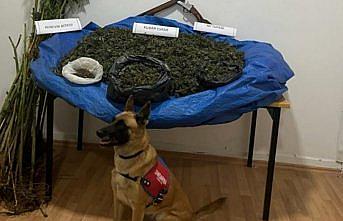 Samsun'da ahırda kurutulmaya bırakılmış 7 kilogram esrar ele geçirildi