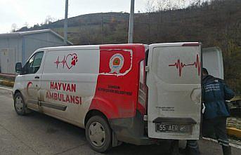 Samsun'da yaralı sokak köpeğine trafik polisleri sahip çıktı