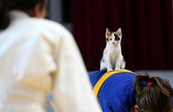 Sevimli kedi yavrusu 