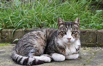 Sokak kedisi Çapkın'a hayvansever usta öğretici sahip çıktı