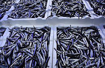 Trabzon'da hamsi tezgahları doldurdu