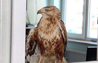 Amasya'da yol kenarında bulunan yaralı şahin tedavi edilecek