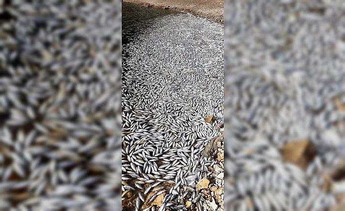 Bolu'daki Sünnet Gölü'nde balık ölümlerine inceleme başlatıldı