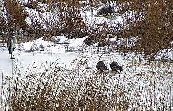 Buz tutan gölde balık avlayan su samuru kameraya yansıdı