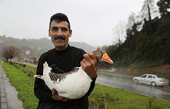 Kara yolu kenarında bulduğu kazı besleyerek doğaya bıraktı