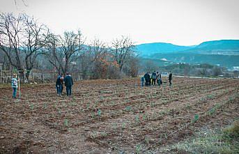 Kastamonu Üniversitesi öğrencileri ders kapsamında boş araziye lavanta dikti