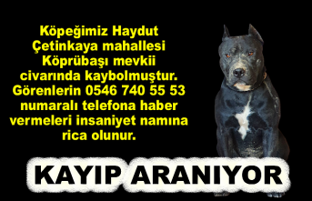 KAYIP KÖPEK ARANIYOR