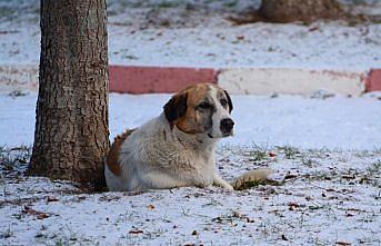 Rize, Artvin ve Giresun'da kar etkili oluyor