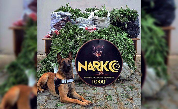 Tokat merkezli uyuşturucu operasyonunda 13 şüpheli tutuklandı