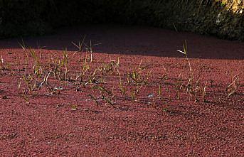 Üzeri eğrelti otuyla kaplanan Kızılırmak Deltası kızıla büründü