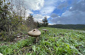 Zehirli mantar tüketildiğinde ilk saatte 