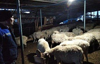 Amasya'da kar nedeniyle çatısı çöken ağıldaki 100 koyun kurtarıldı