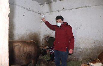 Doğum sırasında felç geçiren inek için ilçe seferber oldu