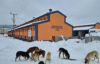 Eflani Belediyesinden sokak hayvanlarına mama ve barınma desteği