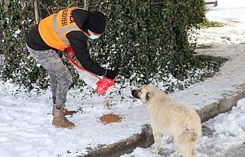 Havza Belediyesinden sokak hayvanlarına mama desteği