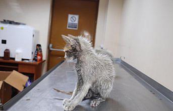 Rize'de varil içinde bulunan 3 yavru kediden 2'si kurtarıldı