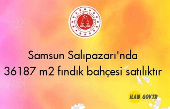 Samsun Salıpazarı'nda 36187 m² fındık bahçesi icradan satılıktır