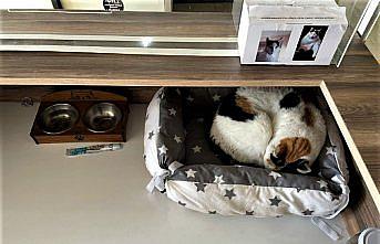 Sinop Hükümet Konağı'nın sevimli misafiri kedi “Pakize“