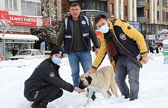 Suluova Belediye Başkanı Üçok, sokak hayvanları için yem bıraktı