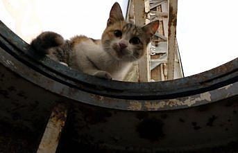 Tokat'ta tabelada mahsur kalan kedi yavrusunu itfaiye kurtardı