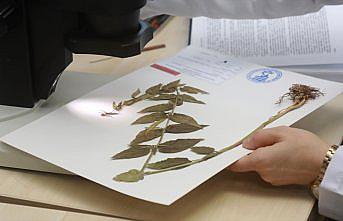 Türkiye'de yeni bir bitki türü keşfedildi