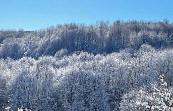 Zonguldak Kent Ormanı kar yağışıyla beyaza büründü