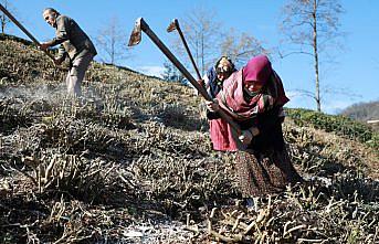Çay üreticileri gübreleme konusunda bilinçlendiriliyor