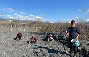 Çorum'un Kargı ilçesinde ekilen Taşköprü sarımsağında yüksek verim bekleniyor