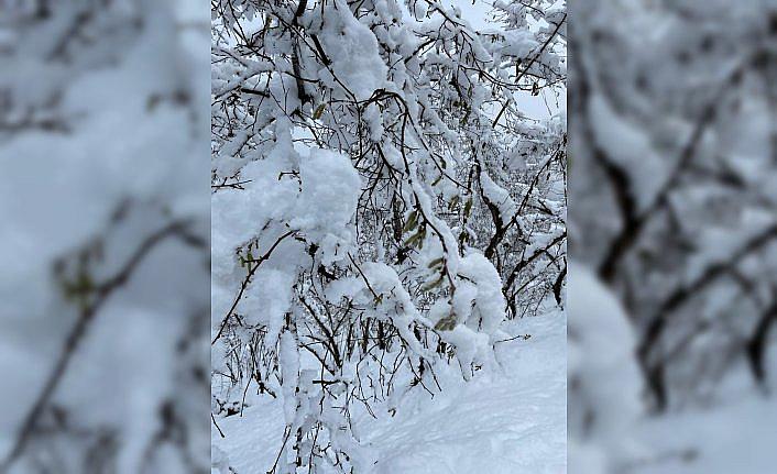 Fındık bitkisi için kış şartları uygun gidiyor