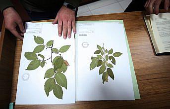 Risk altındaki bitki türleri botanik bahçede geleceğe taşınacak