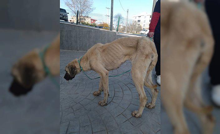 Samsun'da bitkin halde bulunan sokak köpeği korumaya alındı