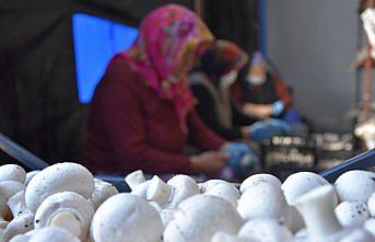 Trabzonlu mimar devlet desteğiyle kurduğu tesiste mantar üretiyor