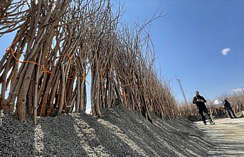 Çorum'da süneyle mücadele için 7 bin 300 karadut fidanı dikilecek