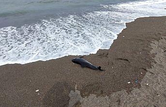 Düzce'de kıyıya ölü yunus vurdu