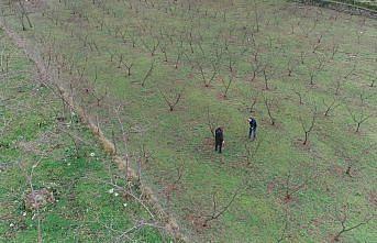 Fındıkta örnek bahçeler verim ve kaliteyi artırdı