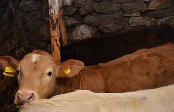 Karabük'te ineklerin et ve süt verimi suni tohumlamayla artırılıyor