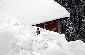 Kastamonu'da bazı köylerde kar kalınlığı 2 metreyi aştı