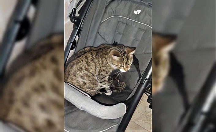 Sinop'ta bebek arabasında doğuran kedi ile yavrularına apartman sakinleri sahip çıktı